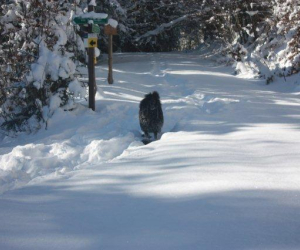 Emi machts im Tiefschnee erst so richtig Spass!