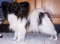 Golden Leaf´s Gizmo