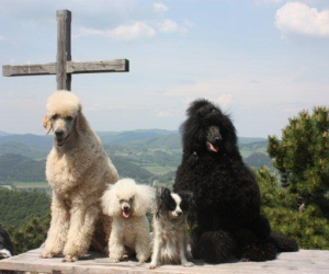 meine Wuffis von links nach rechts Kortes, Sissi, Celice und Emi